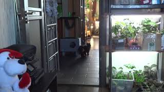 Кот и кошка дома, мы на природе. Кот и кошка дома, мы на природе.