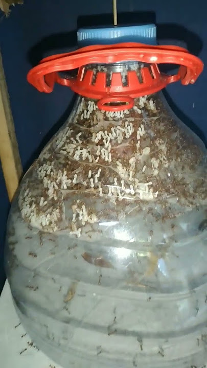 ternak semut kroto atau rangrang jam 8 pagi #shorts