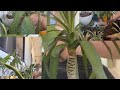 Mysimplelife vlog is live hi everyonecome  join me lets remove dry leaves  repotting my plants