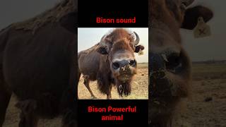 Bison Sound Bison Jangal Sound Bison Video Bison Bison Ka Video