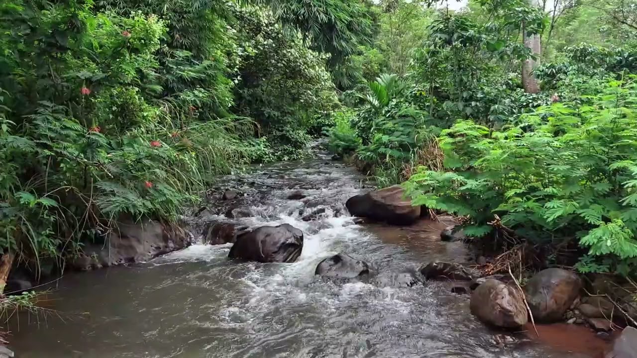 Serene Tropical River Flowing Gently Over Smooth Rocks