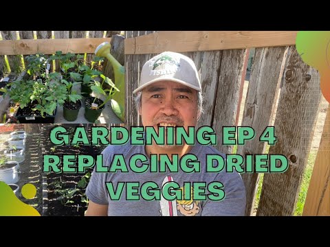 Gardening Episode 4 | Replacing Dried Veggies | 1st Strawberry fruit