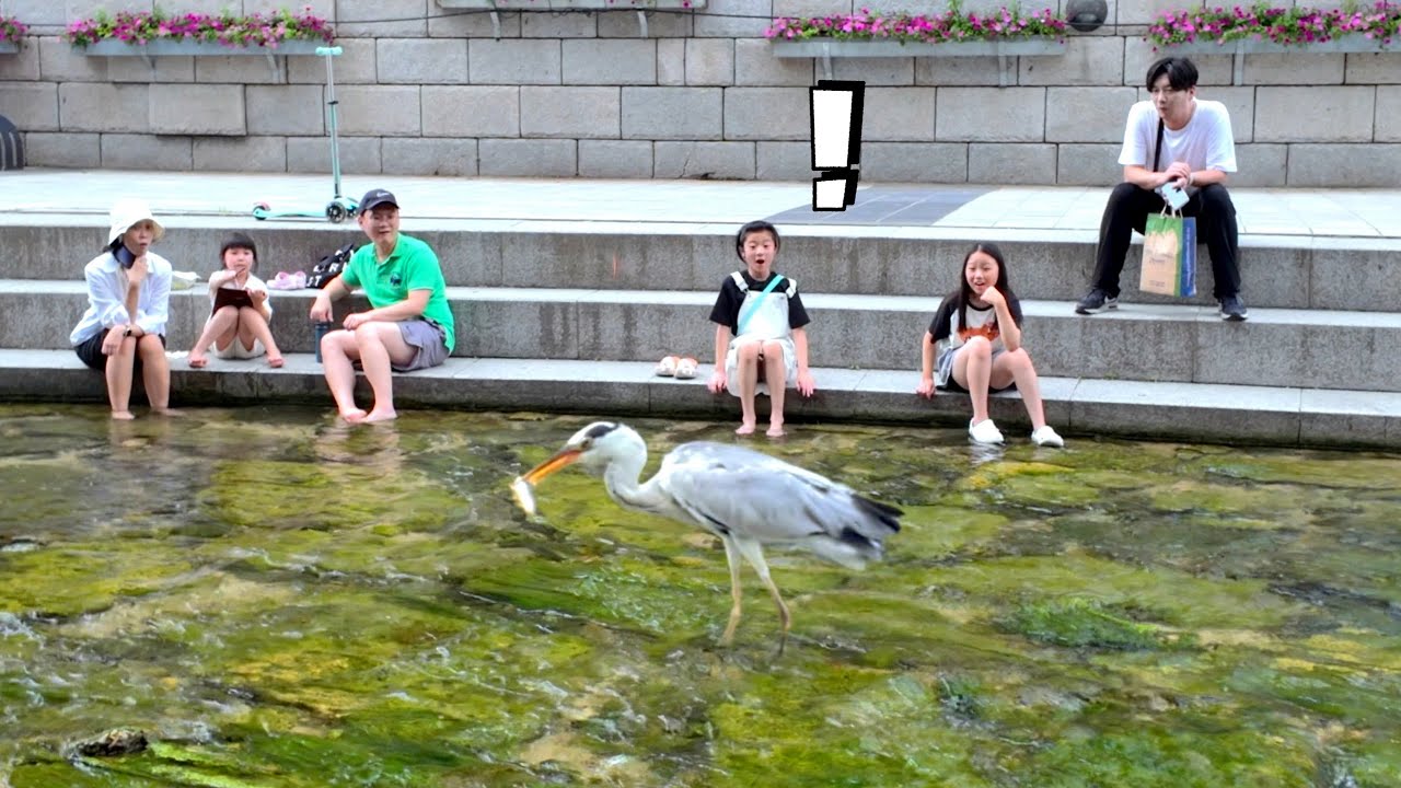 청계천 왜가리 놀라운 물고기사냥 | Amazing Fish Hunt by a Grey Heron in Cheonggyecheon