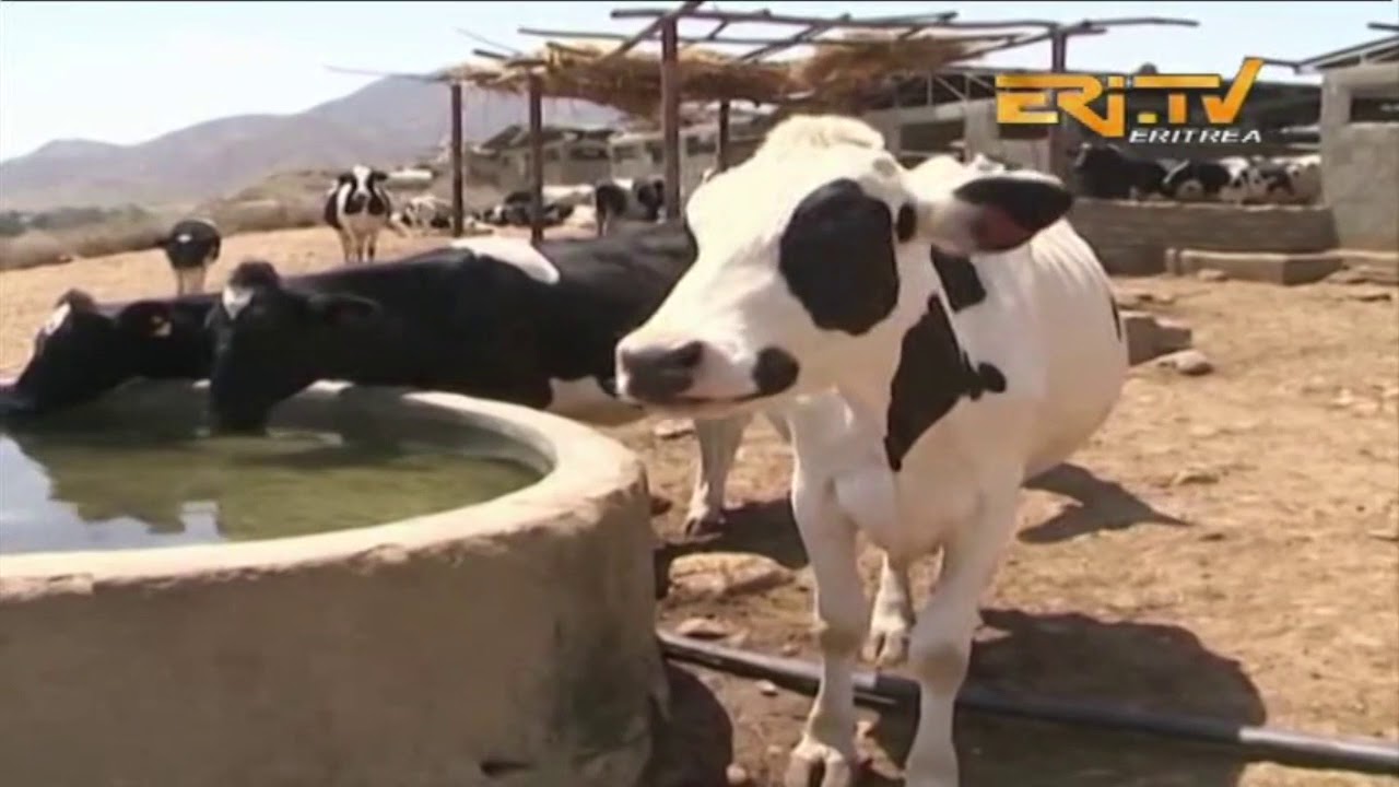 ERi-TV, #Eritrea - ፍረ ጻዕሪ - ኣብያታዊ ሕርሻ: ዘመናዊ ምርባሕ ከብቲ