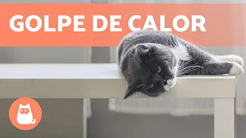 ¿Qué es un puñetazo de gato?