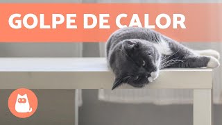 GOLPE DE CALOR EN GATOS  ¡Síntomas y Primeros Auxilios!