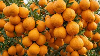 How Dekopon Oranges Are Grown | Japan’s Premium Citrus Farming Process
