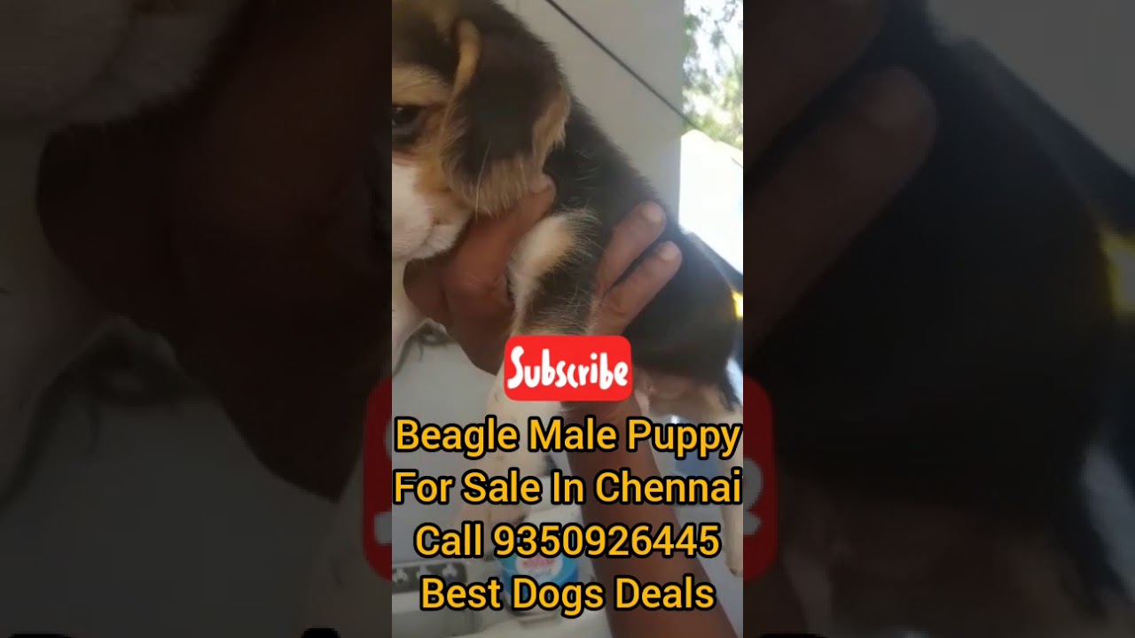 Beagle Male Puppy For Sale At Best Dogs Deals Chennai Tamil Nadu India