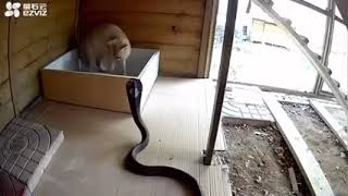 Cat defends itself from attacking Cobra #short
