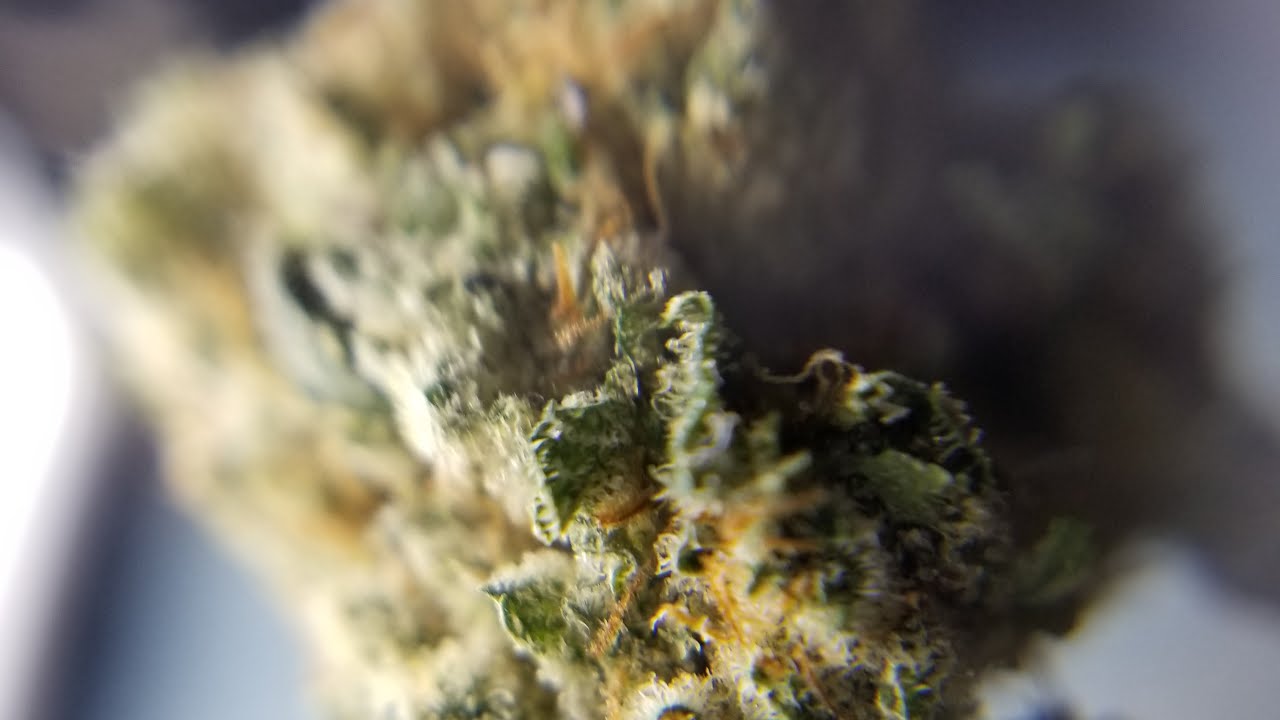 Budtending 101: A from the Hip Introduction