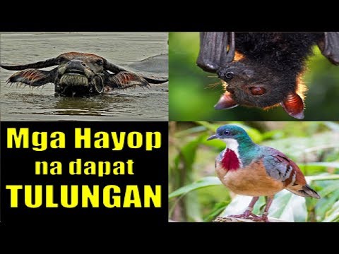 Mga HAYOP na malapit MAWALA sa Pilipinas I Critically Endangered Animals in the Philippines