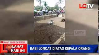 LAHAT HARI INI : BABI HUTAN LONCAT DIATAS KEPALA ORANG