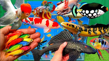 Video tổng hợp cá cảnh đẹp, vịt, vịt con, cá koi, cá trê, cá nóc, cá betta, cá ba đuôi