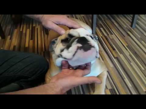 Cherry Eye Hund Englische Bulldogge Youtube