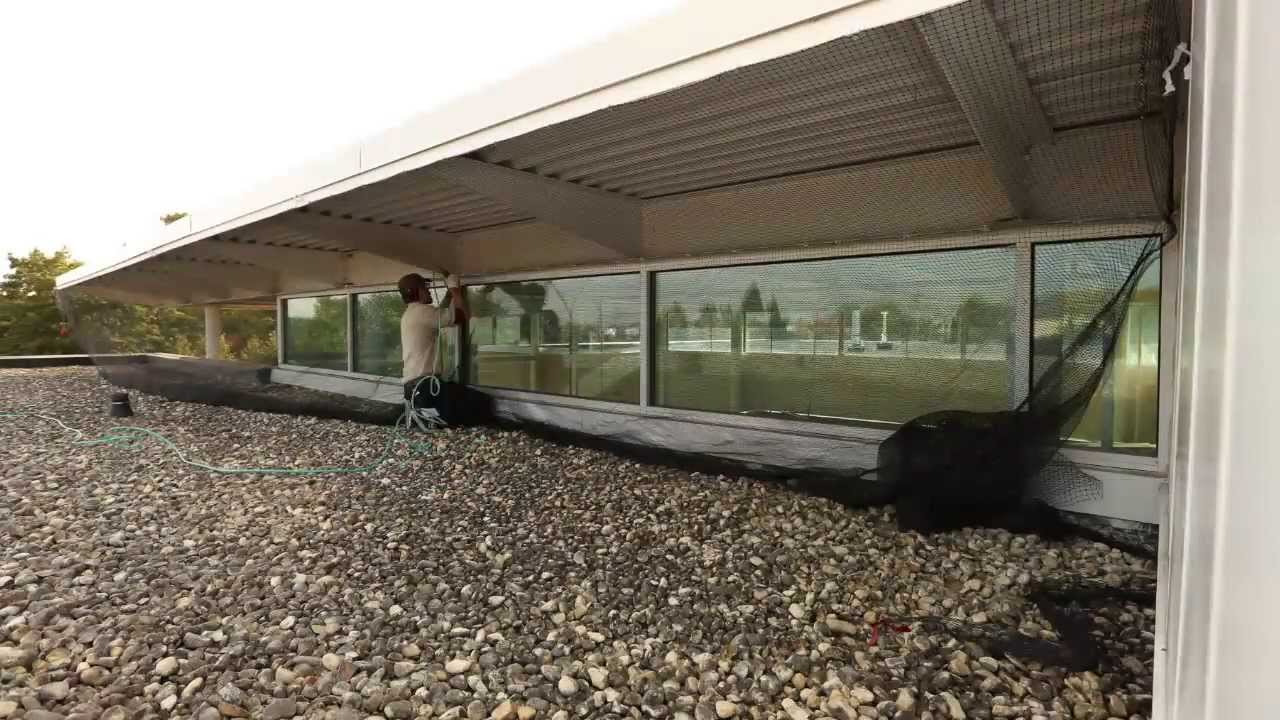 animal control san antonio Bird Problems on Large Building Solved by ABC Humane Wildlife Control & Prevention Inc.