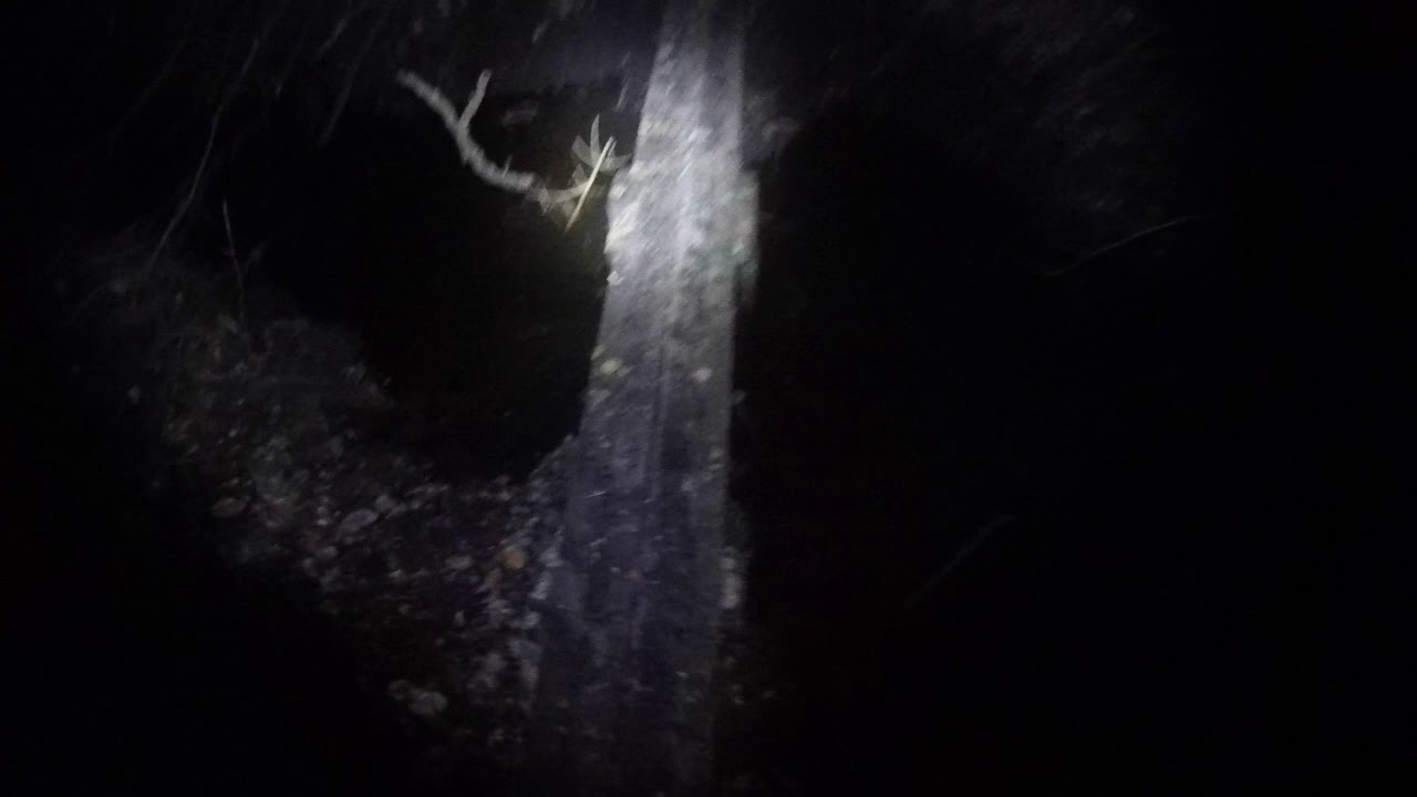 Night Running in the Woods