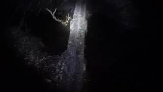 Night Running In The Woods