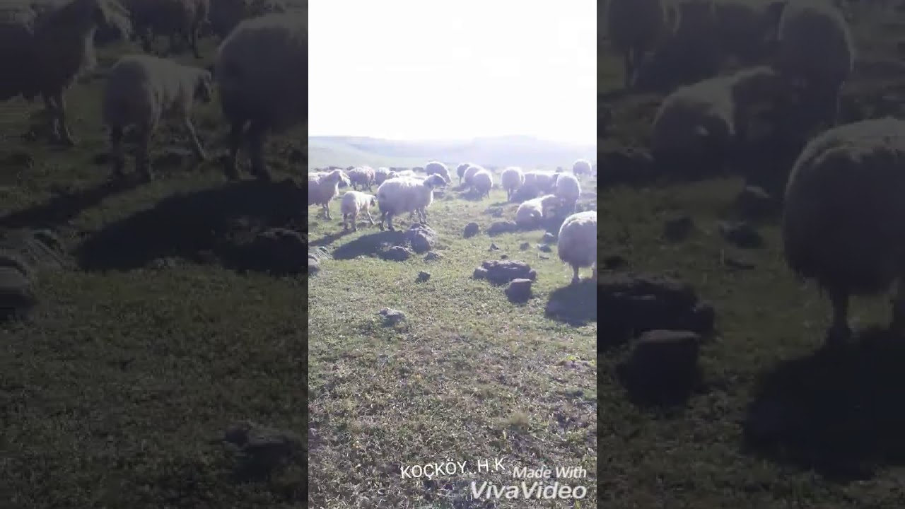 Koçköy hakan koşar