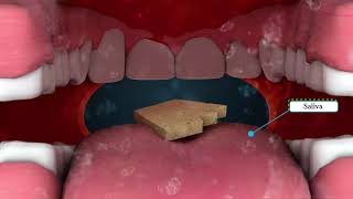 Digestive System | EFA Course | Virtual Guru