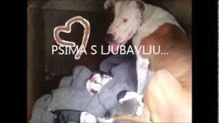 American Stafford Cro