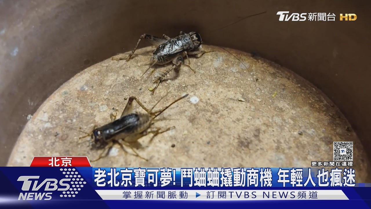 老北京寶可夢! 鬥蛐蛐撬動商機 年輕人也瘋迷｜TVBS新聞 @TVBSNEWS01