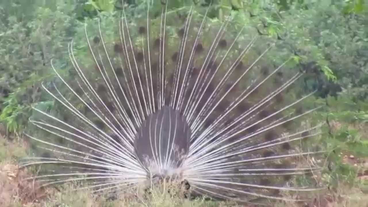 Indian Peafowl Dancing @ our Farm in Jadayampalayam Village, TamilNadu