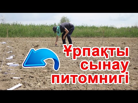 Бейне: Сиректілік сөз бе?