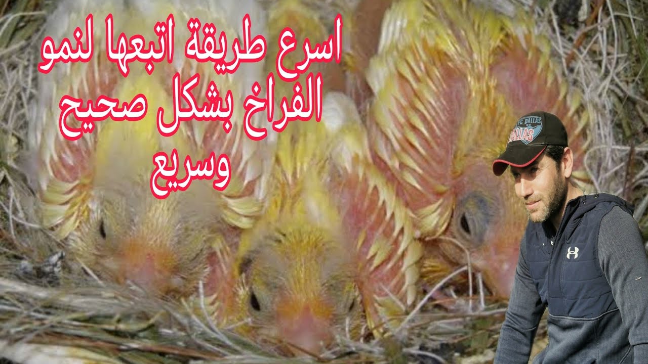 اسرع وافضل طريقة لتسريع نمو فراخ الكناري والحسون بطريقة صحيحة احترافية
