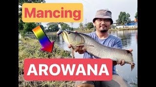 Mancing Ikan arwana di Pekanbaru Riau