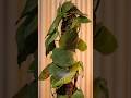Try Dr. Arya’s Moss Stick today #mossstick #plantgrowth #supportforclimbers #dr_arya