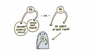 An Introduction to Powdery Mildew