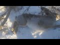 УДАЧА ДВА ЖИВЫХ ЗАЙЦА TRAPPED TWO LIVE HARES