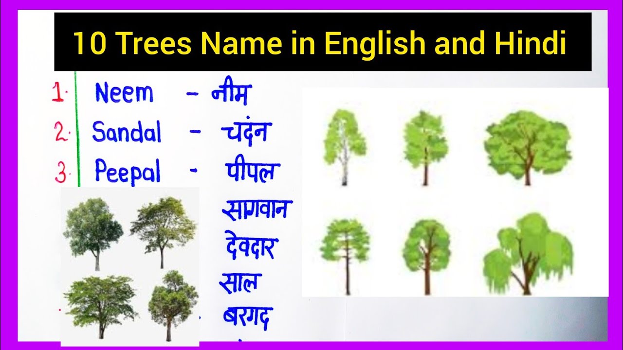 10 Trees Name In English And Hindi Trees Name In English 10 Trees Name In English And Hindi Trees Name In English