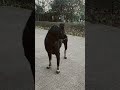 #Shorts#dogshorts #princedog #love #viral #streetdog #YouTube viral shorts #pets