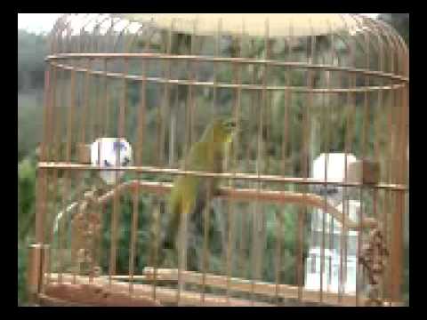 Kicay Burung Pleci Kacamata salaing Menyahut 
