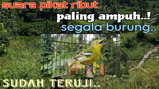 Suara pikat segala jenis burung kecil_suara ribut burung kecil untuk pikat