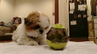 シーズー犬もぐ☆もぐとたまちゃん③【10日後】---Mogu the shihtzu☆Mogu and  Egg ball③【10days later】