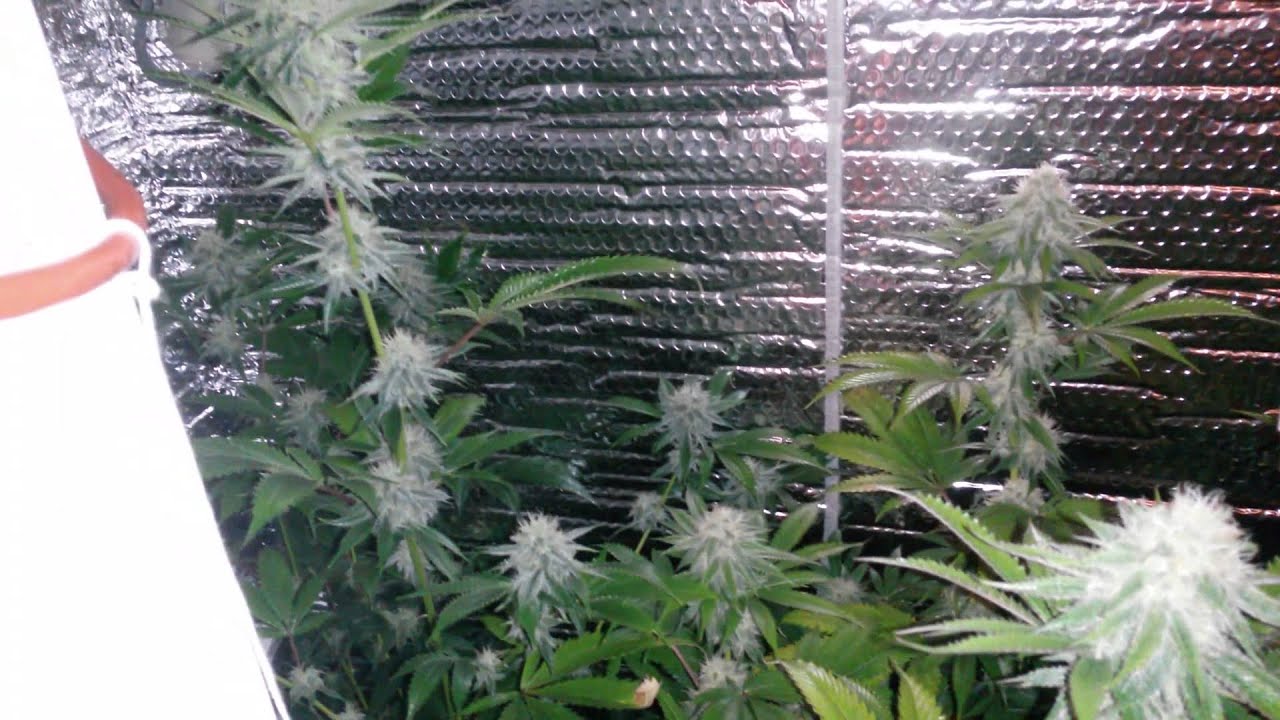 Week 4 flowering - YouTube