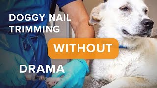 Doggy Nail Trimming Without Drama by SpiritDog Training 4,972 views 1 year ago 3 minutes, 14 seconds