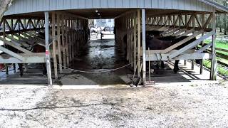 LIVE with the Horses at Cades Cove Riding Stables 8/03/2026