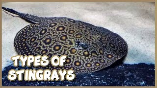 Types of Freshwater Stingrays for Aquarium