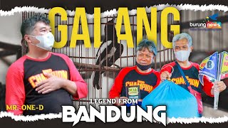 Kacer 'GALANG' Mr. One-D | Burung Legenda, Masih Ada & Raih Juara !!!