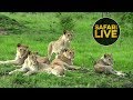 safariLIVES: Episode 29