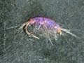 Tying a UV Shrimp Fly (Gammarus) by Davie McPhail