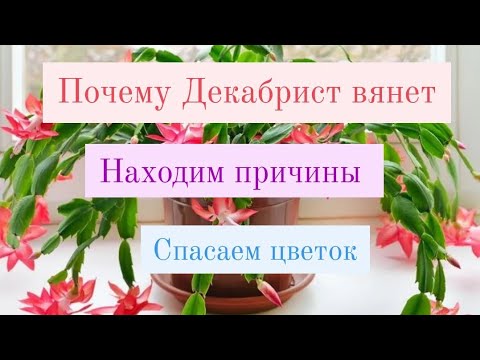 Декабрист заболел.. Как лечить?.🪴