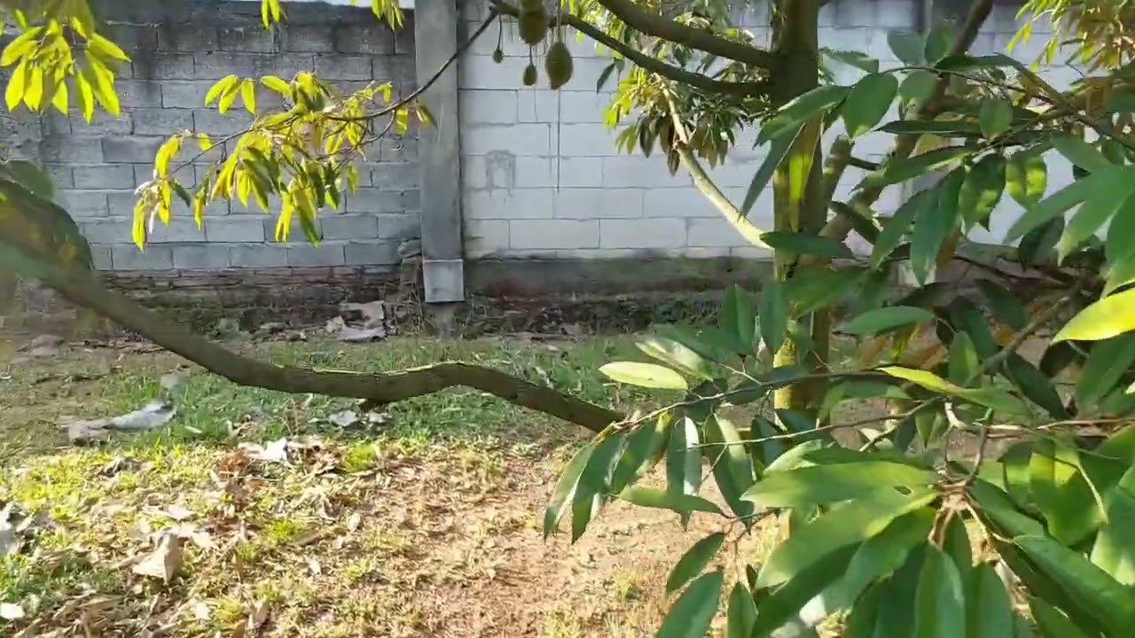 Pupuk Pengisian Buah Durian 