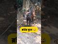 ब्रांडेड कुतर#funny #shilpisaroja #thetharpuns #comedy
