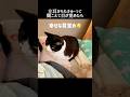 もきゅーって聞こえて目を覚ましたらコレ#ハチワレ #ばんくん #shorts