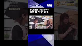 都心街路樹に“大量キクラゲ”　倒木のリスクで大部分を撤去