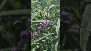 #자연영상 #힐링영상 #감성풍경 #자연쇼츠 #풍경영상  #힐링쇼츠 #숲속산책   #NatureShorts #RelaxingShorts #HealingNature #ASMR